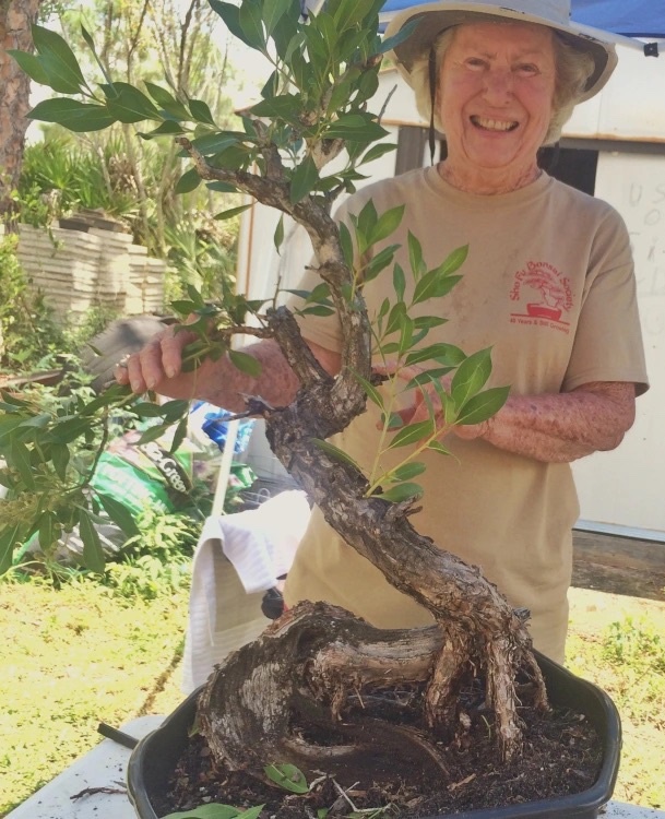 The Florida Bonsai Magazine: Summer 2021  The Florida Bonsai Magazine